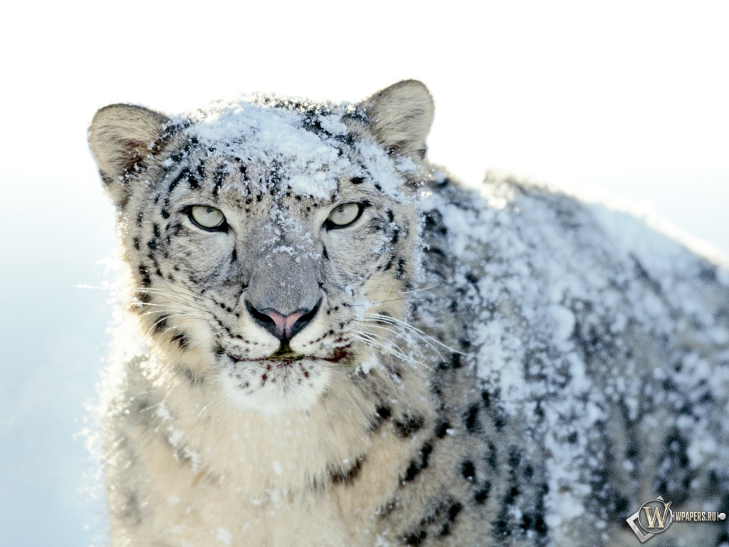 Snow Leopard 1024x768