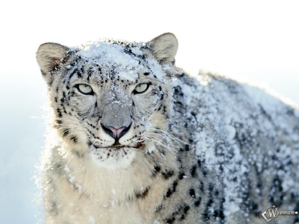 Snow Leopard 1152x864