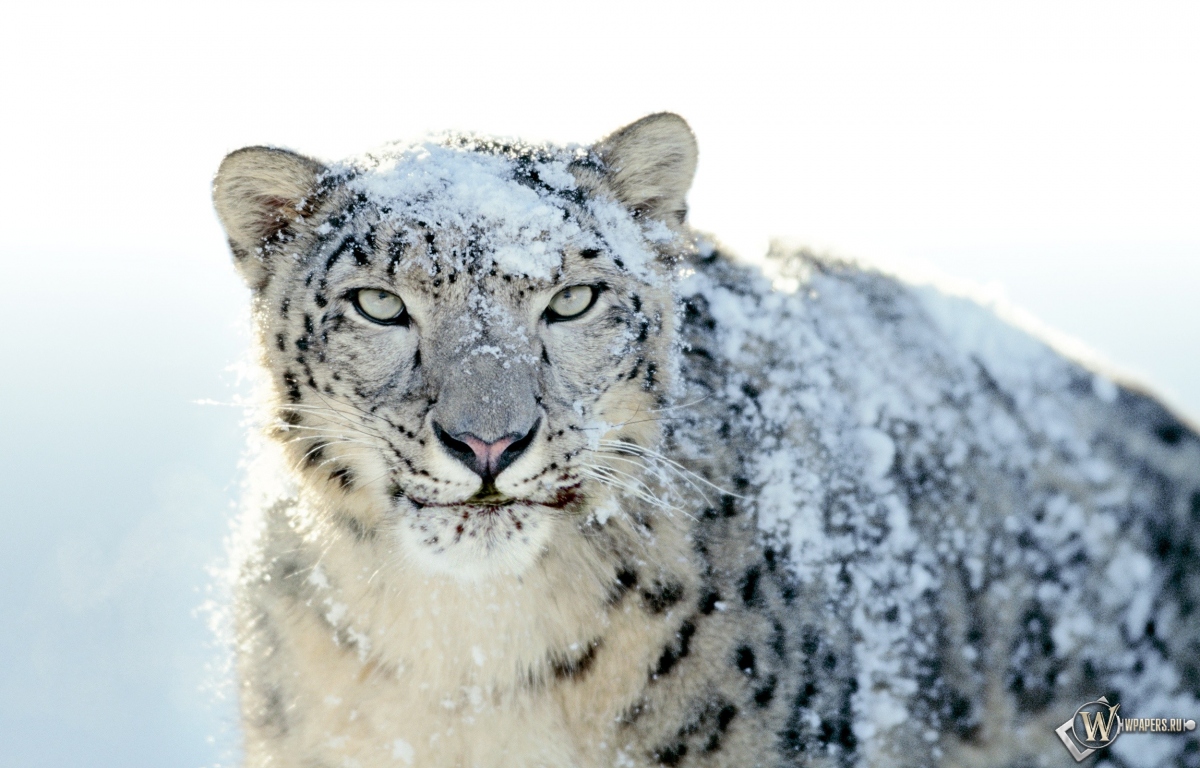 Snow Leopard 1200x768