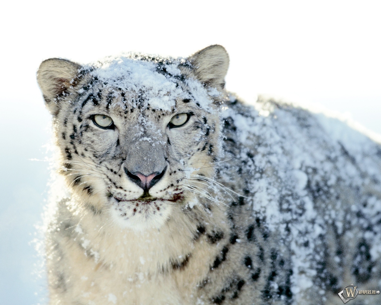 Snow Leopard 1280x1024