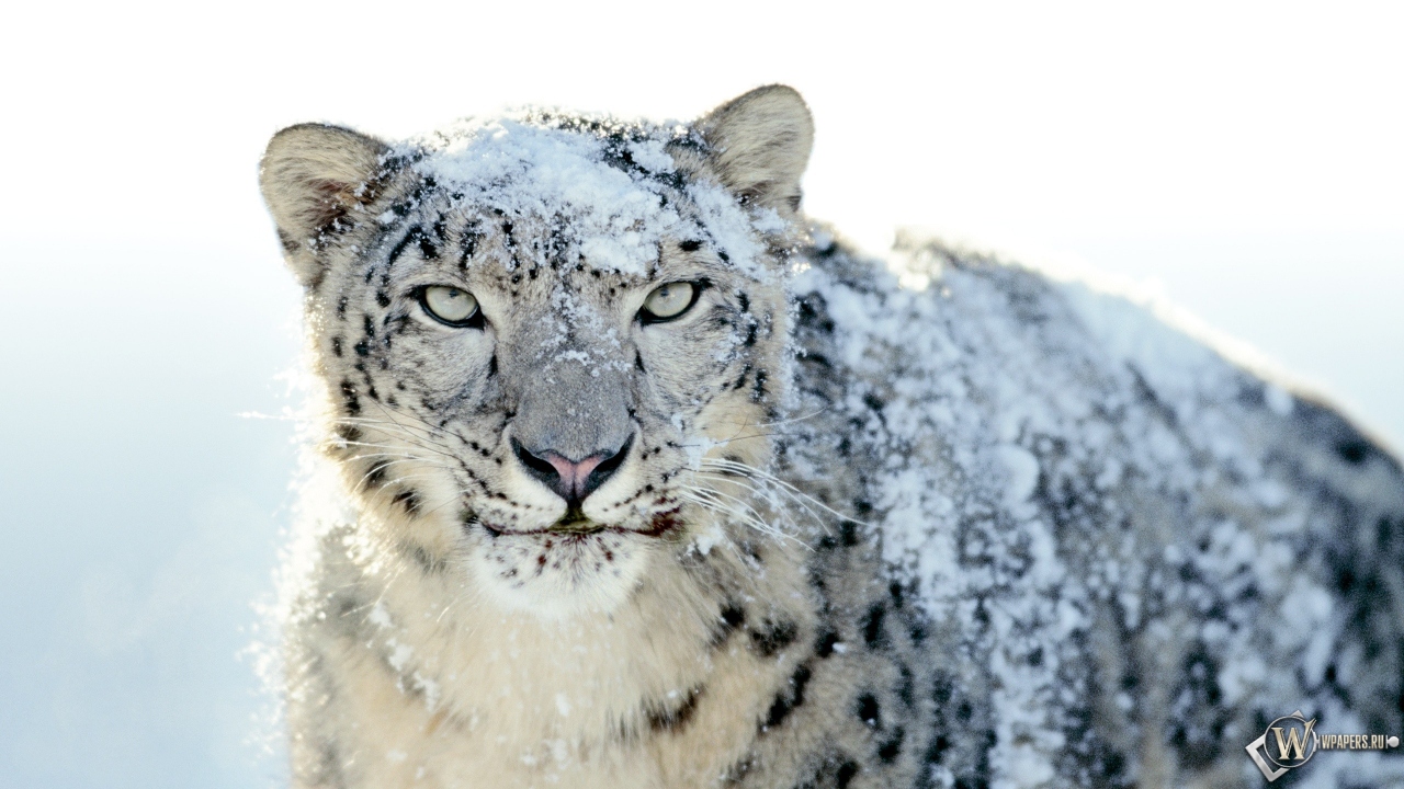 Snow Leopard 1280x720