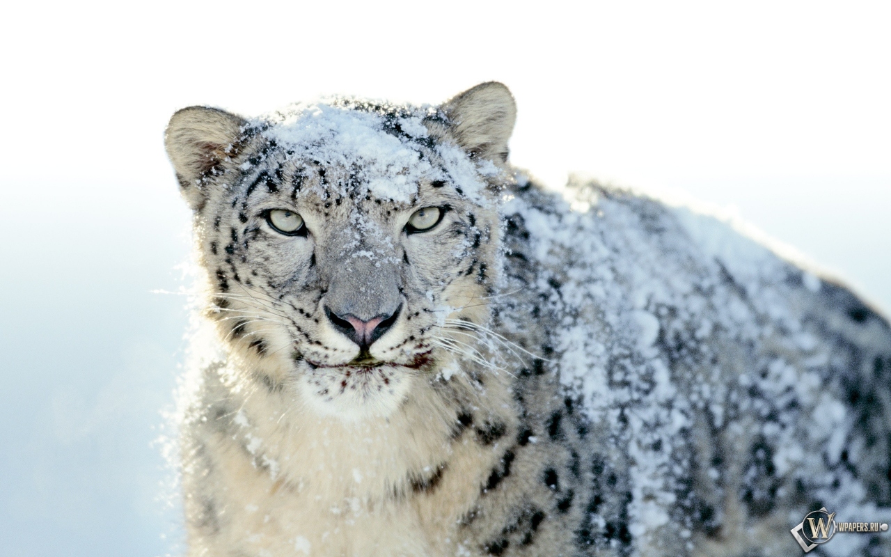 Snow Leopard 1280x800