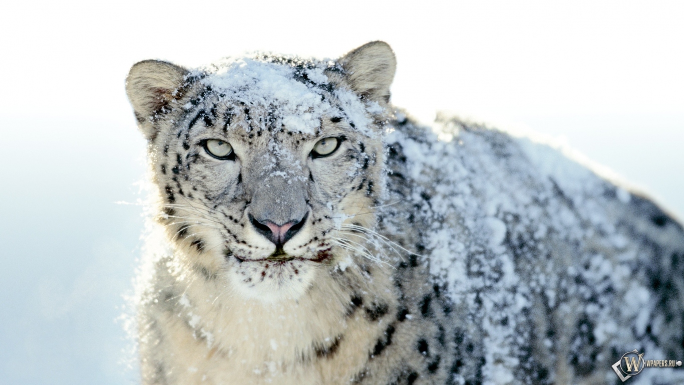 Snow Leopard 1366x768
