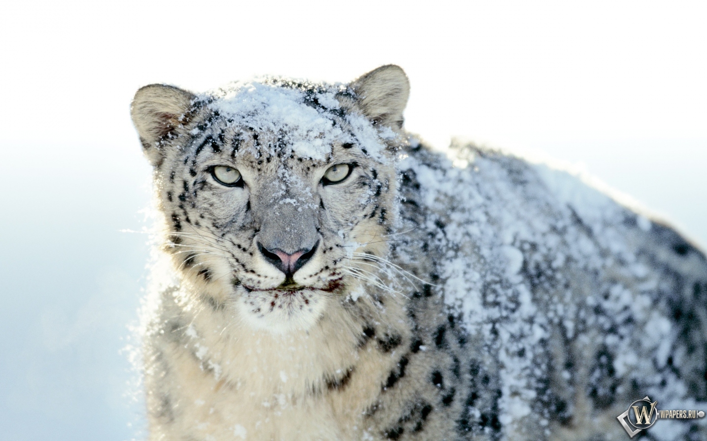 Snow Leopard 1440x900