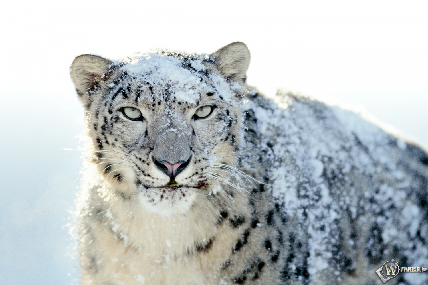 Snow Leopard 1500x1000