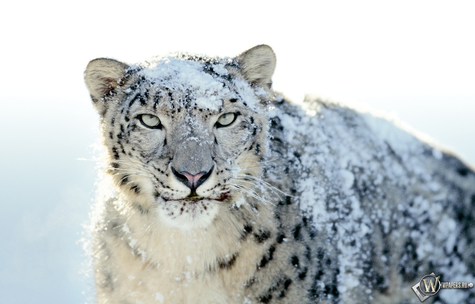 Snow Leopard 1600x1024