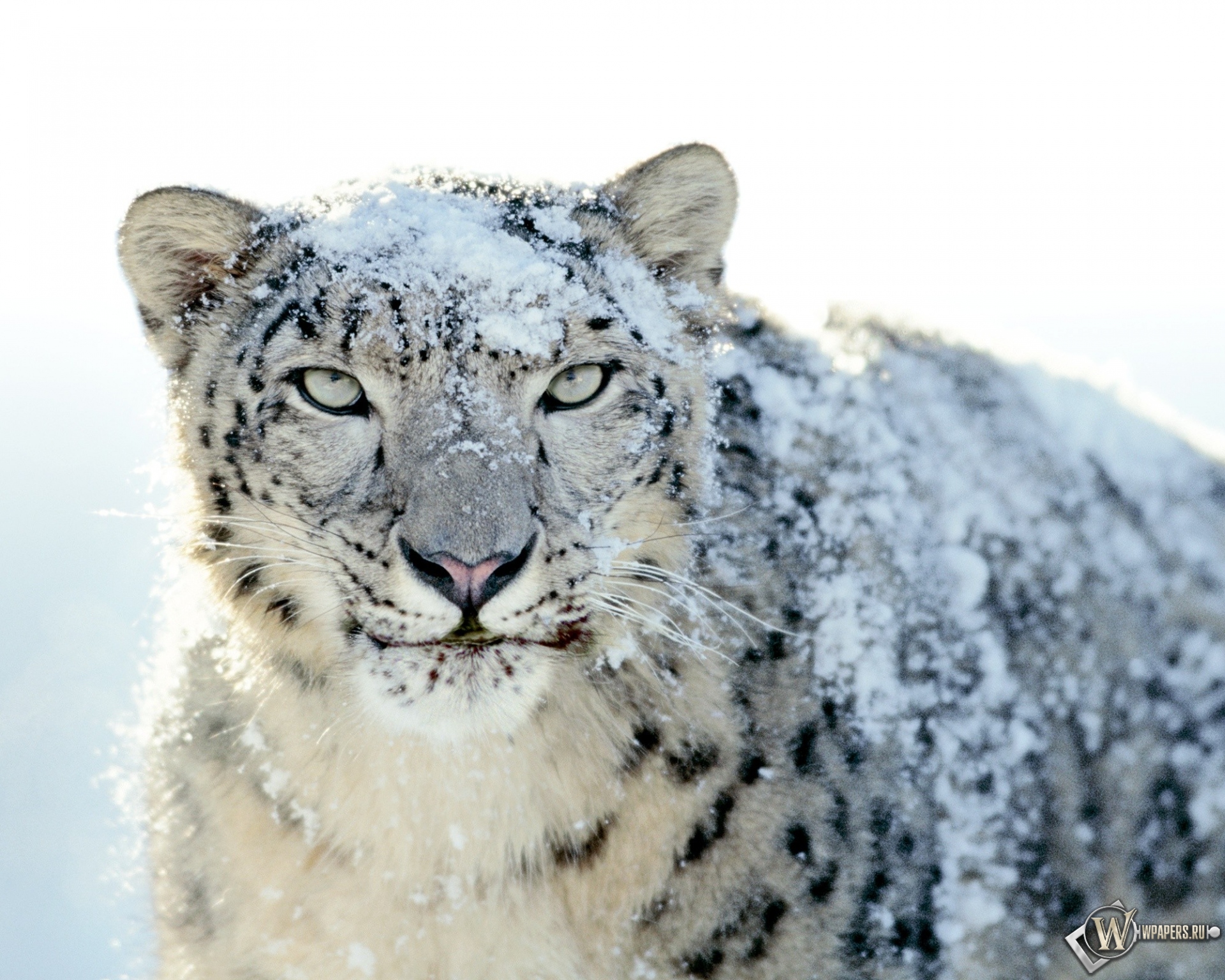 Snow Leopard 1920x1536