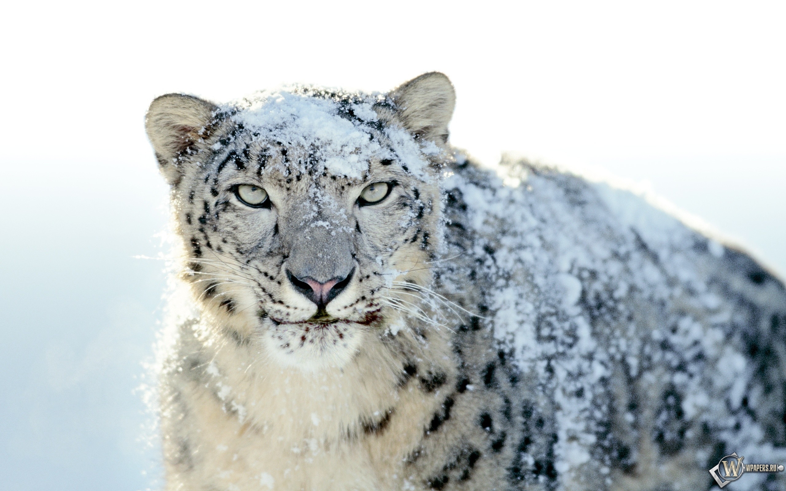 Snow Leopard 2560x1600