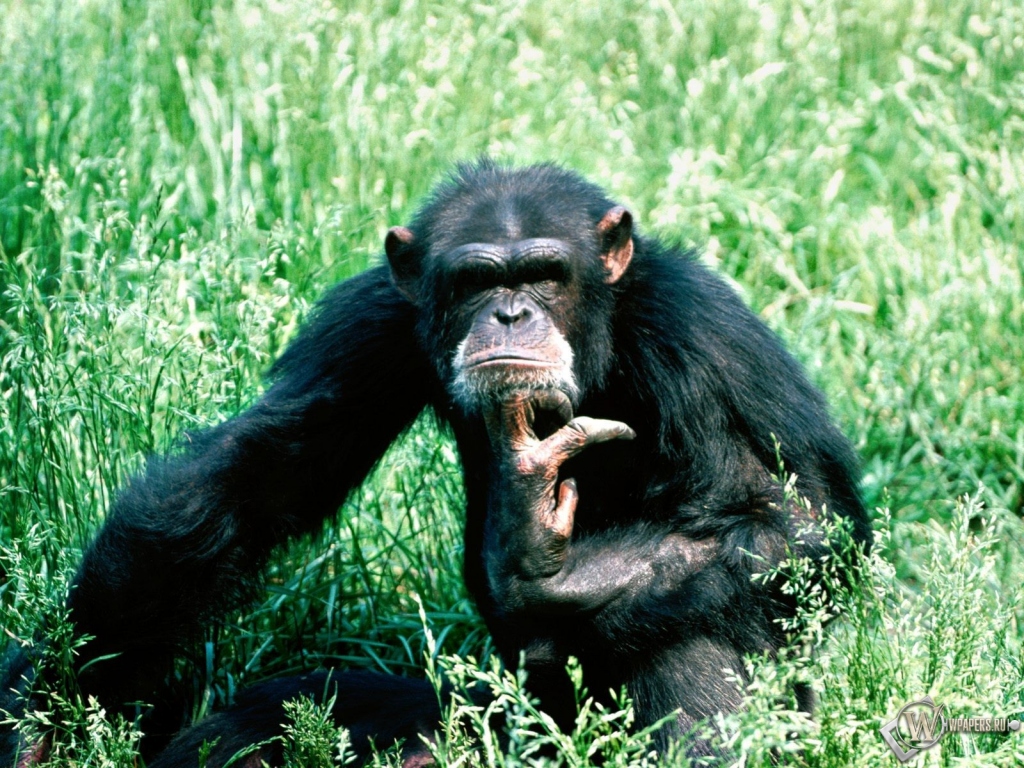 Шимпанзе в траве 1024x768
