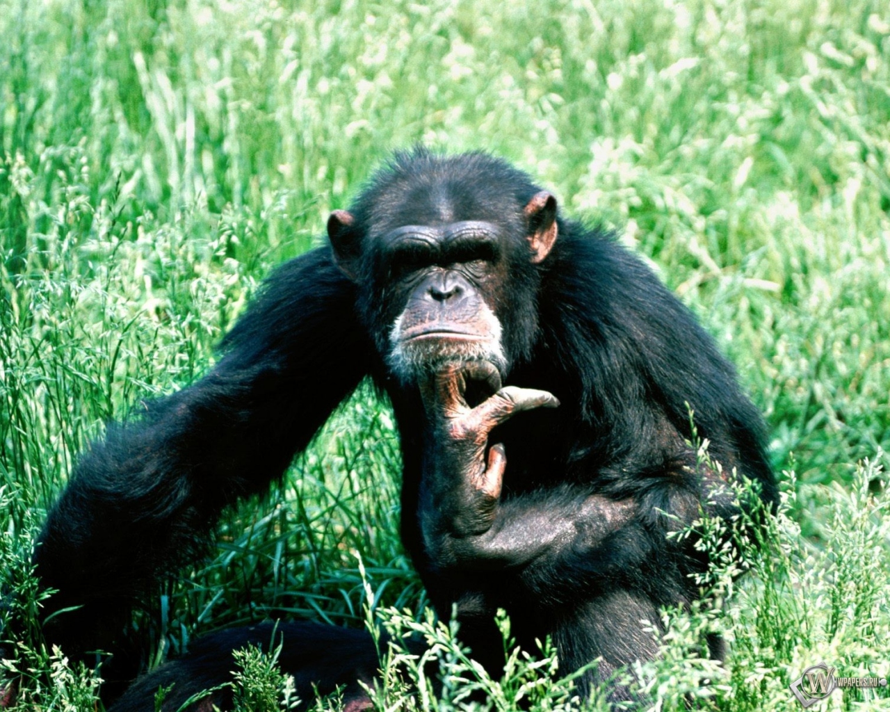 Шимпанзе в траве 1280x1024