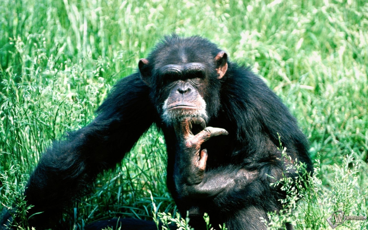 Шимпанзе в траве 1280x800