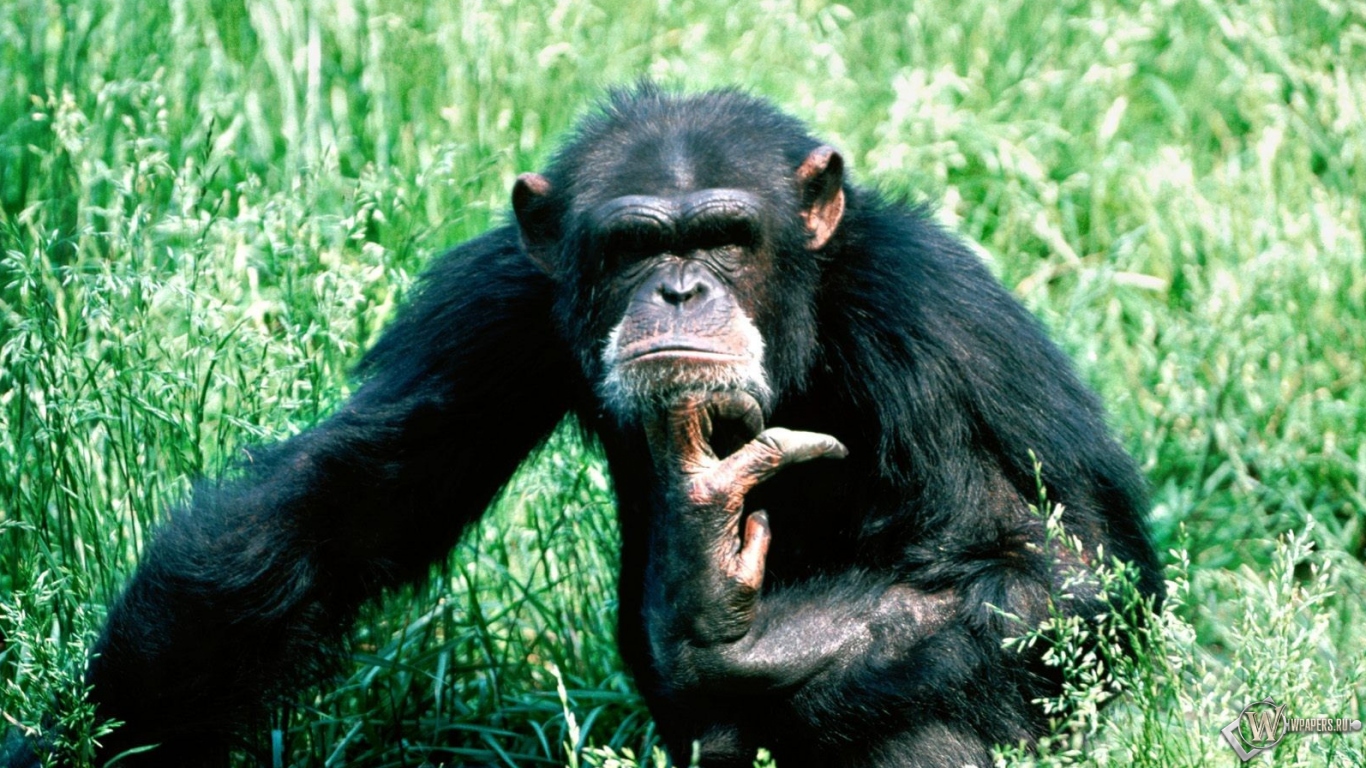 Шимпанзе в траве 1366x768