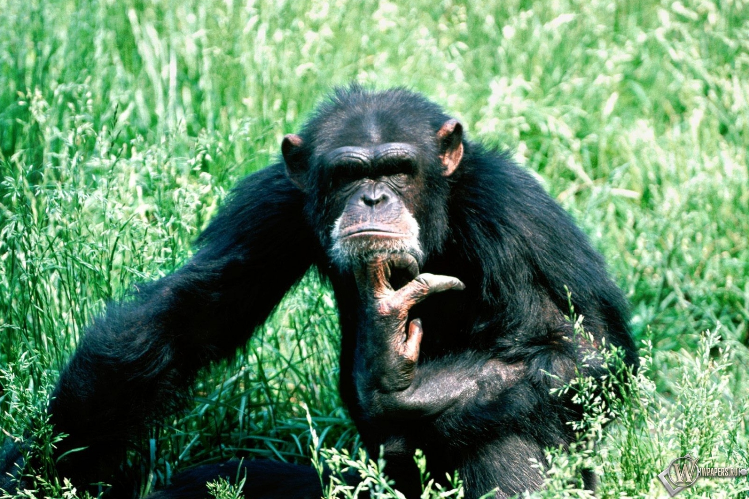 Шимпанзе в траве 1500x1000