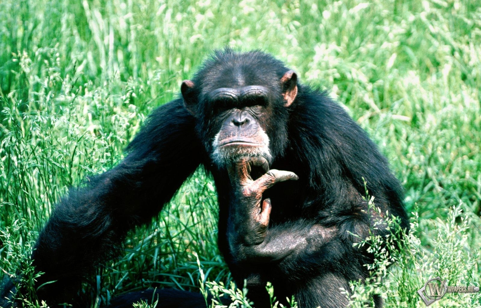 Шимпанзе в траве 1600x1024