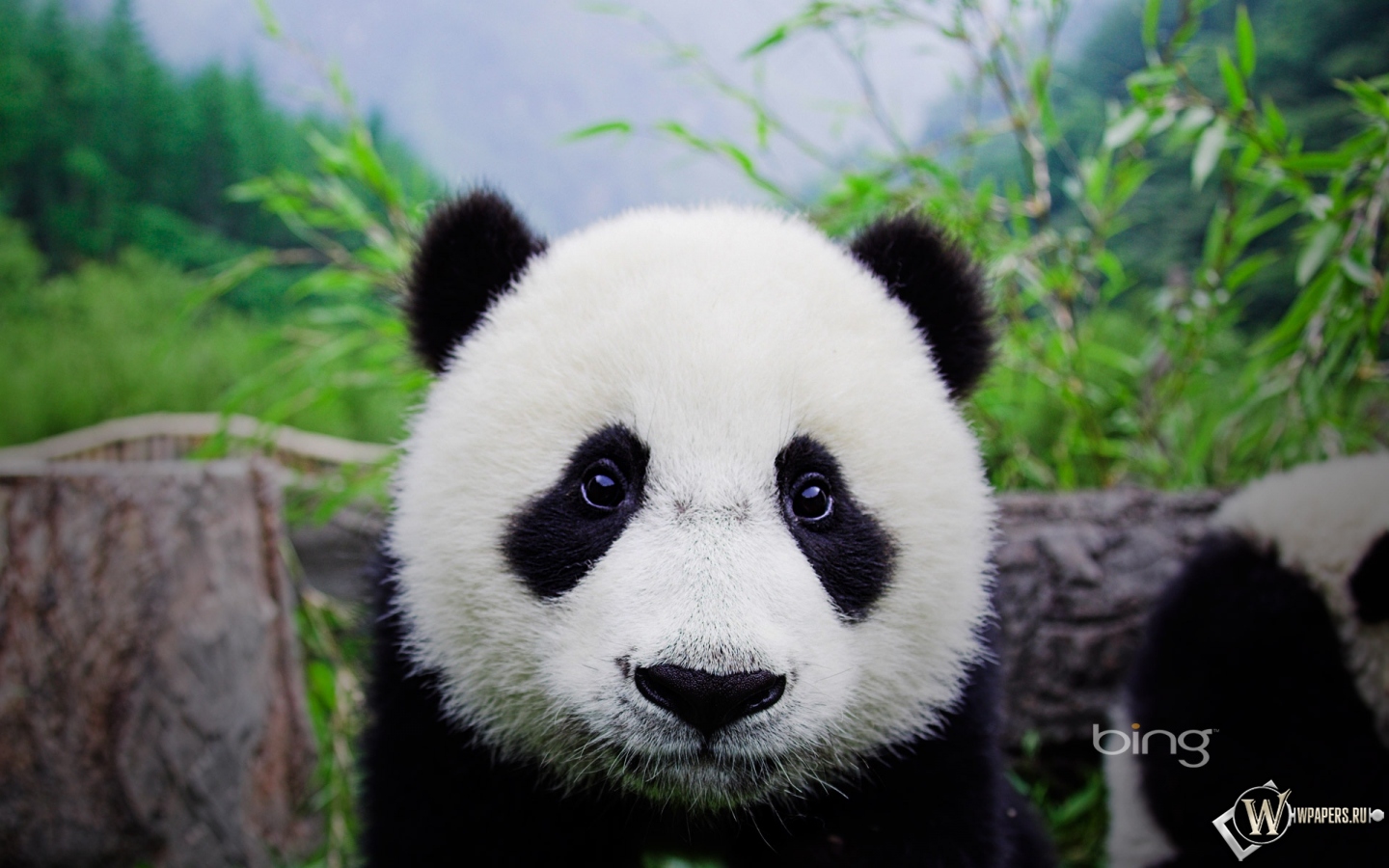 Панда 1440x900