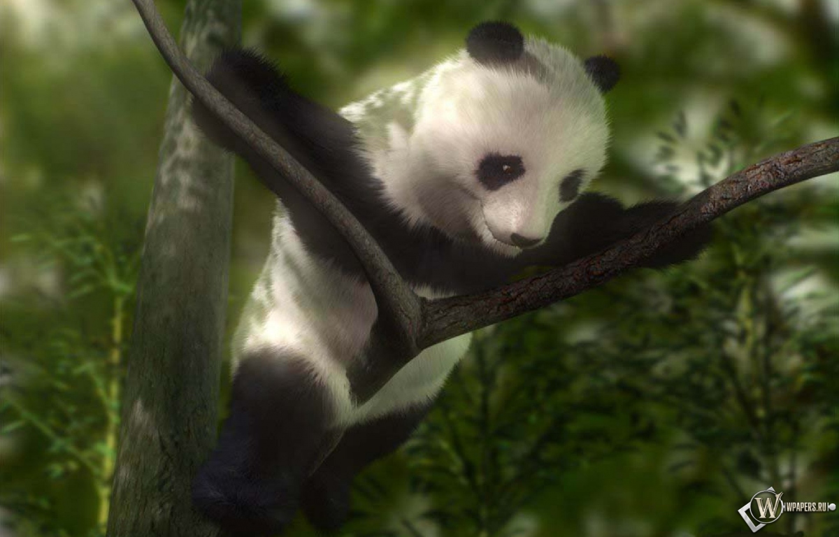 Панда на дереве 1200x768