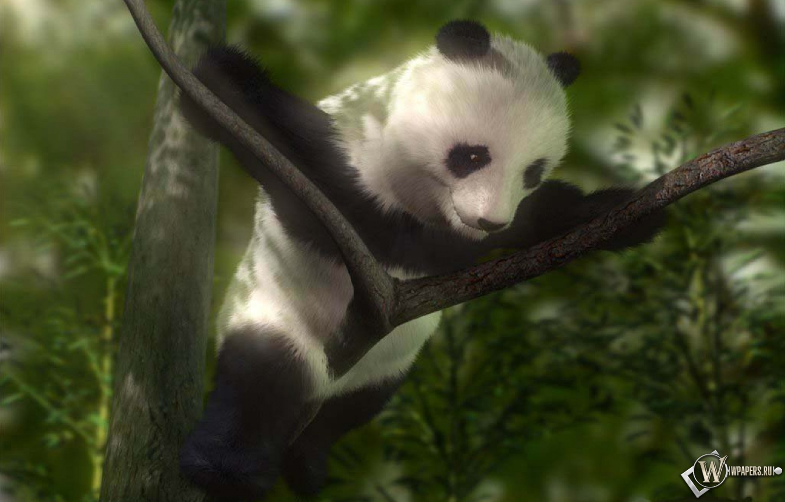 Панда на дереве 1600x1024