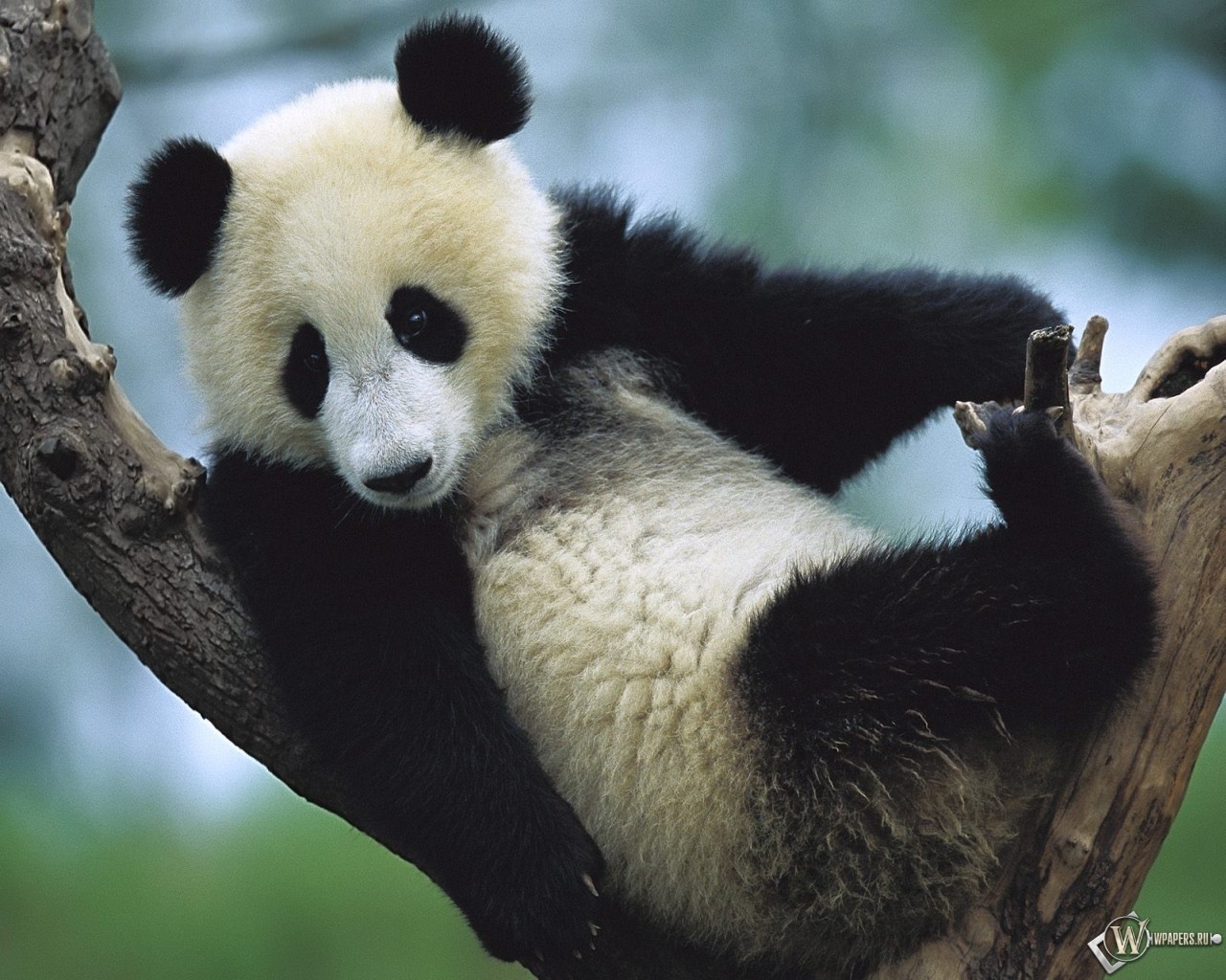Giant Panda Cub Sichuan China 1280x1024
