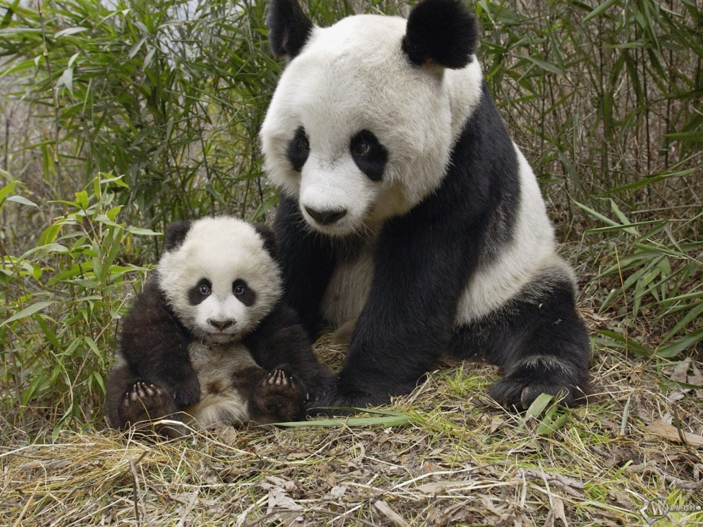 Панда с малышом 1024x768