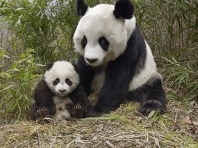 Обои Панда с малышом: , Панды