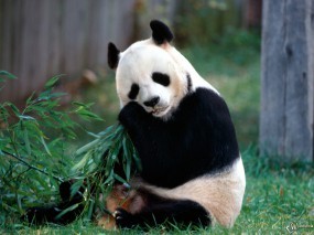 Панда ест
