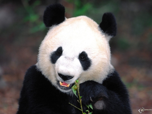 Панда кушает растенье