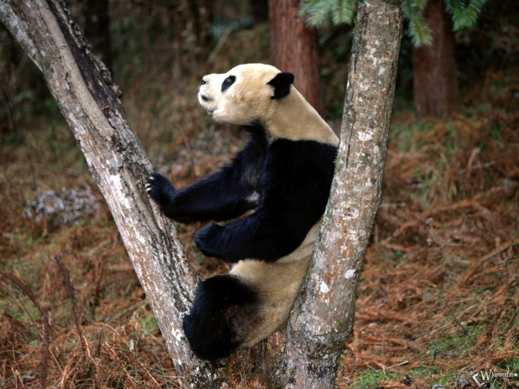 Панда на дереве 1024x768