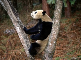Обои Панда на дереве: , Панды