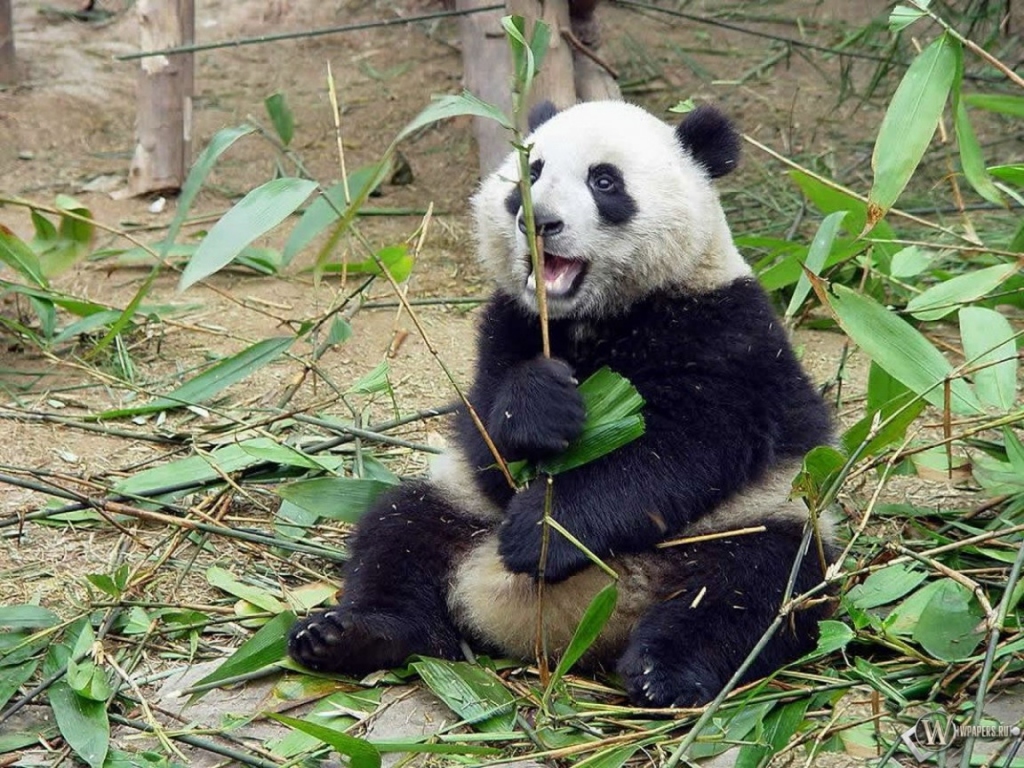 Панда и ветка бамбука 1024x768