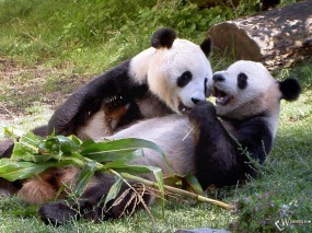 Две панды 
