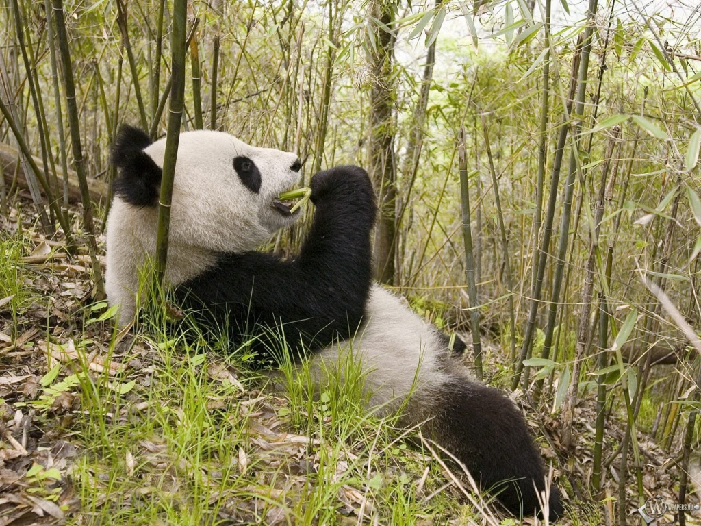 Панда в бамбуке 1024x768