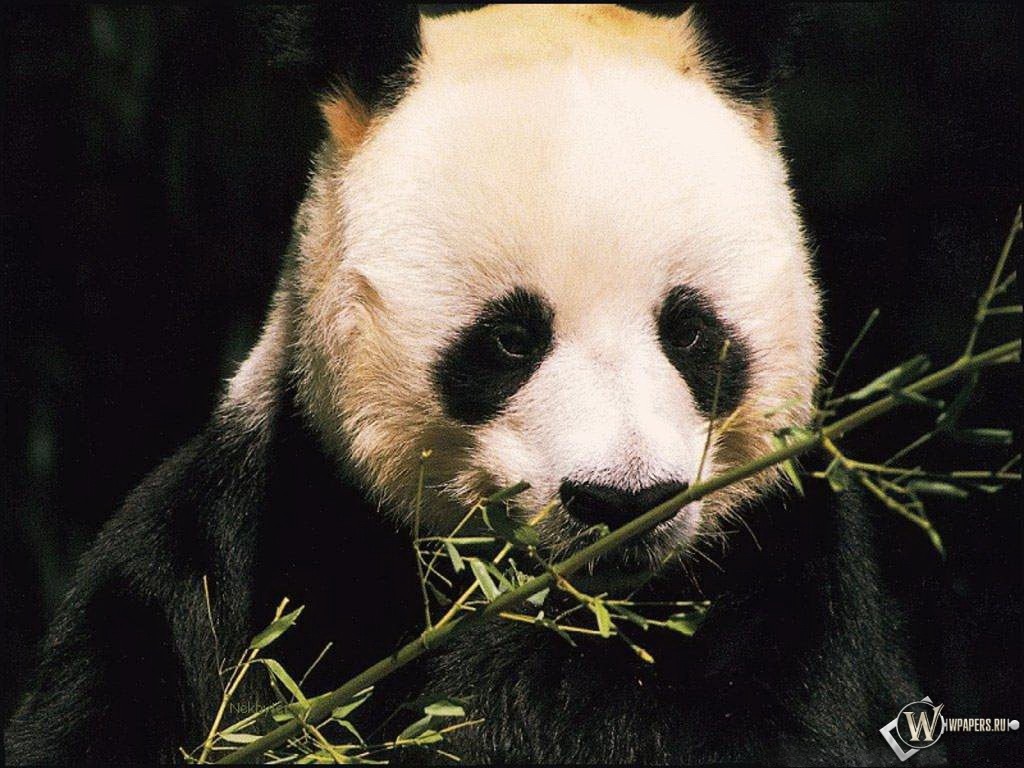 Панда и бамбук 1024x768