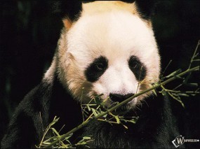 Обои Панда и бамбук: , Панды
