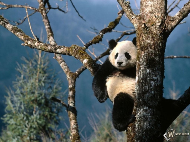 Панда на ветке