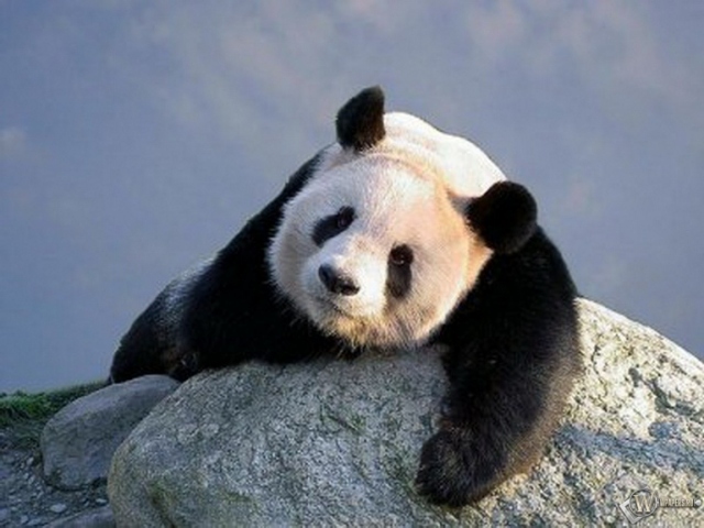 Панда на камне