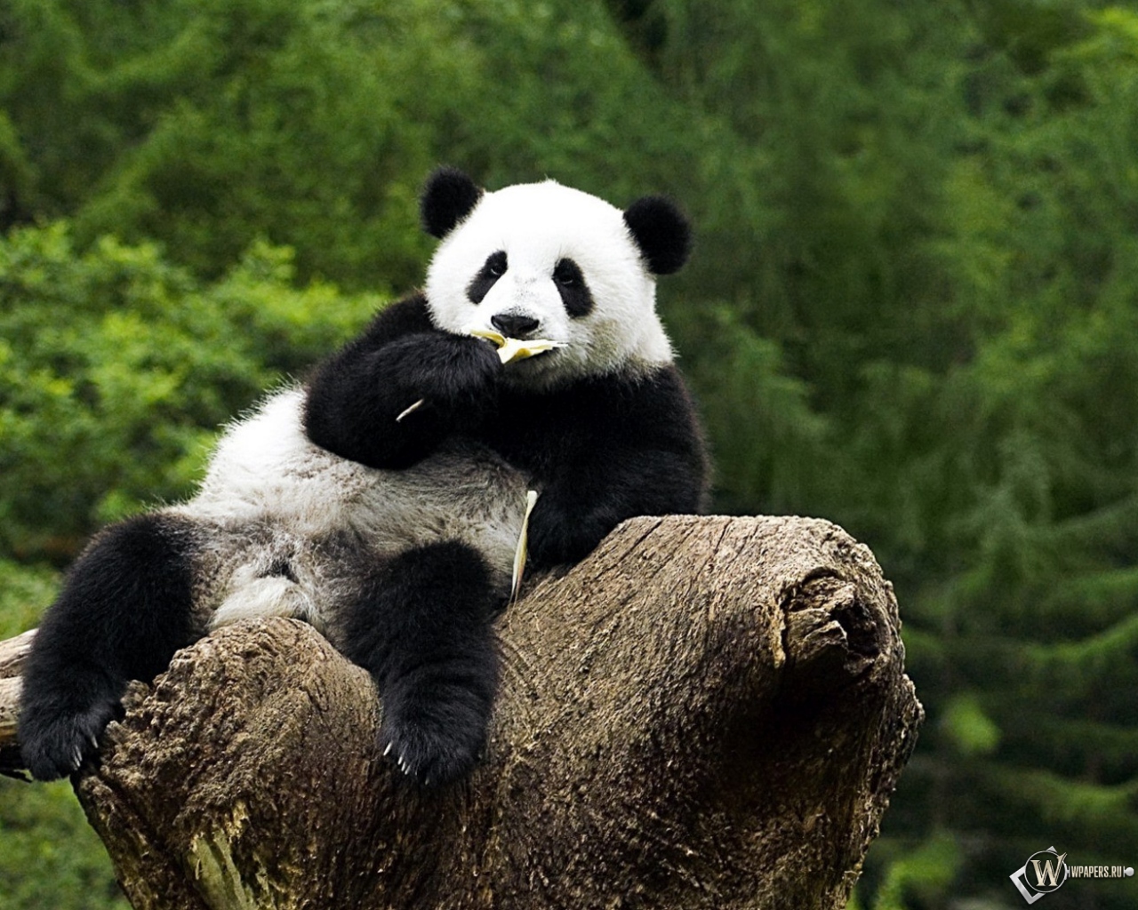 Панда на дереве - жуёт 1280x1024