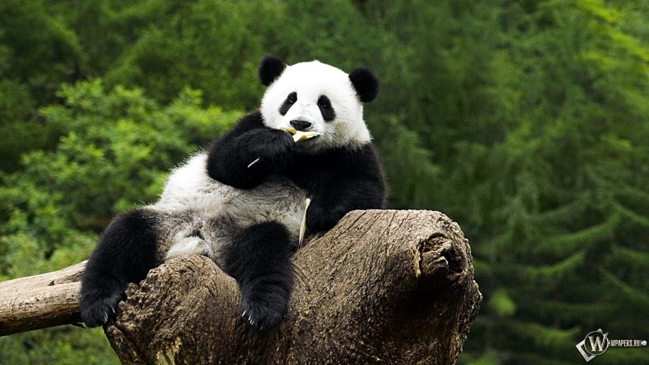 Панда на дереве - жуёт 1280x720