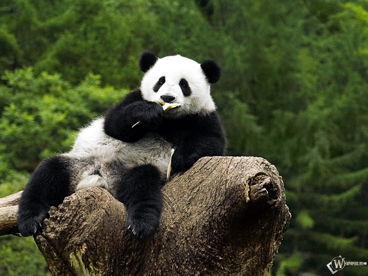 Панда на дереве - жуёт 1280x960