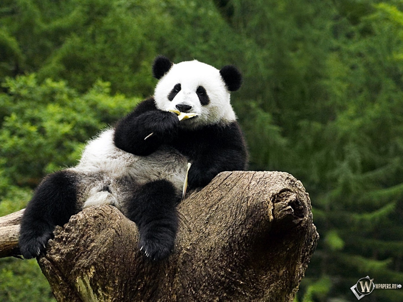 Панда на дереве - жуёт 1400x1050