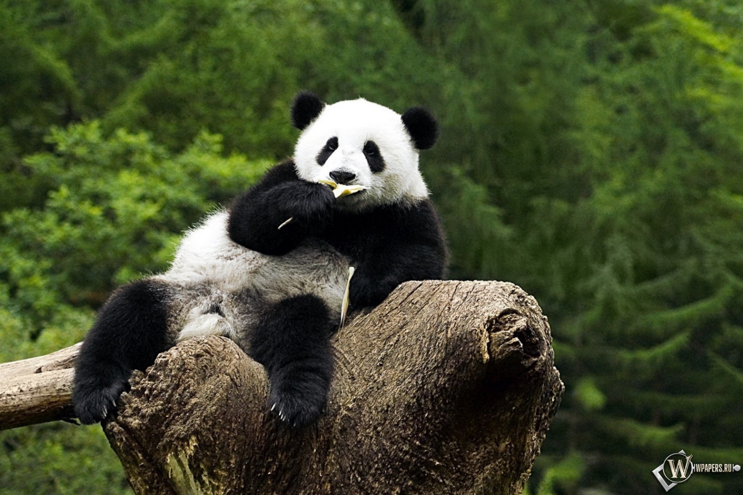 Панда на дереве - жуёт 1500x1000