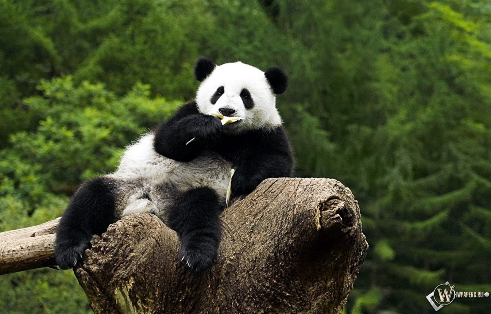 Панда на дереве - жуёт 1600x1024