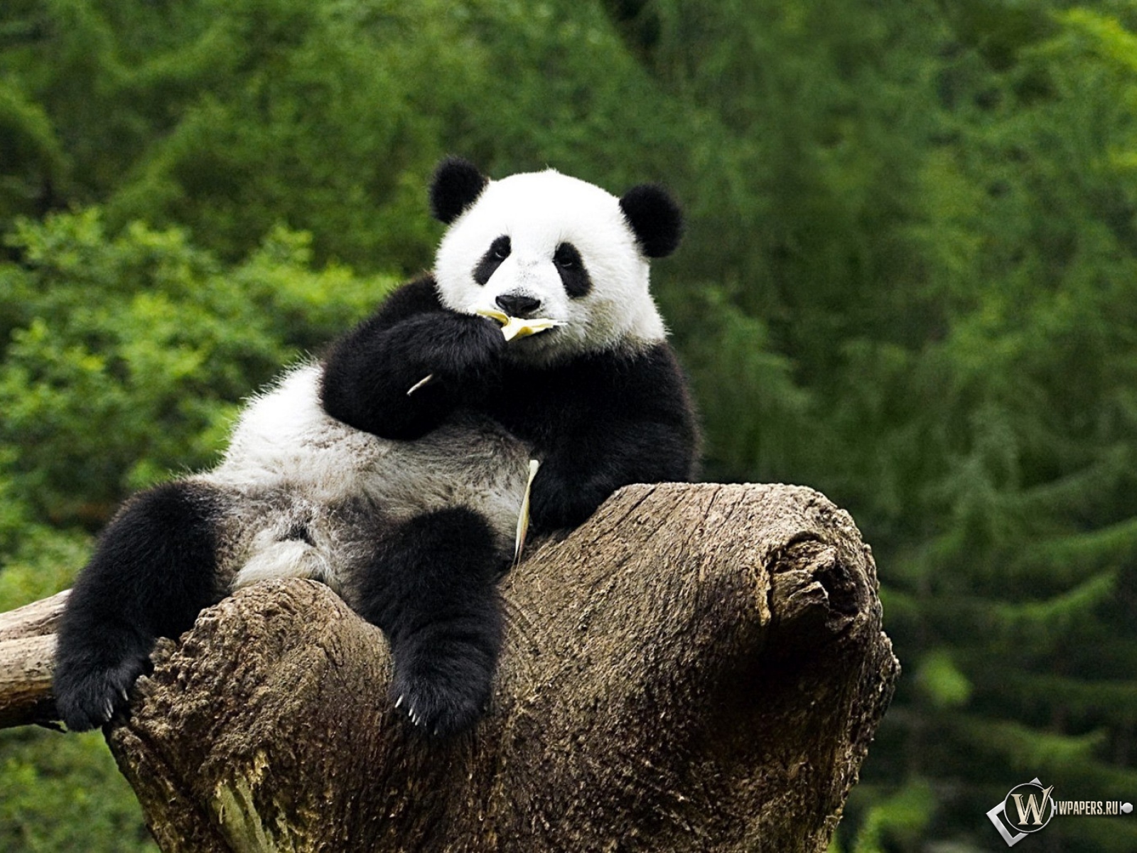 Панда на дереве - жуёт 1600x1200
