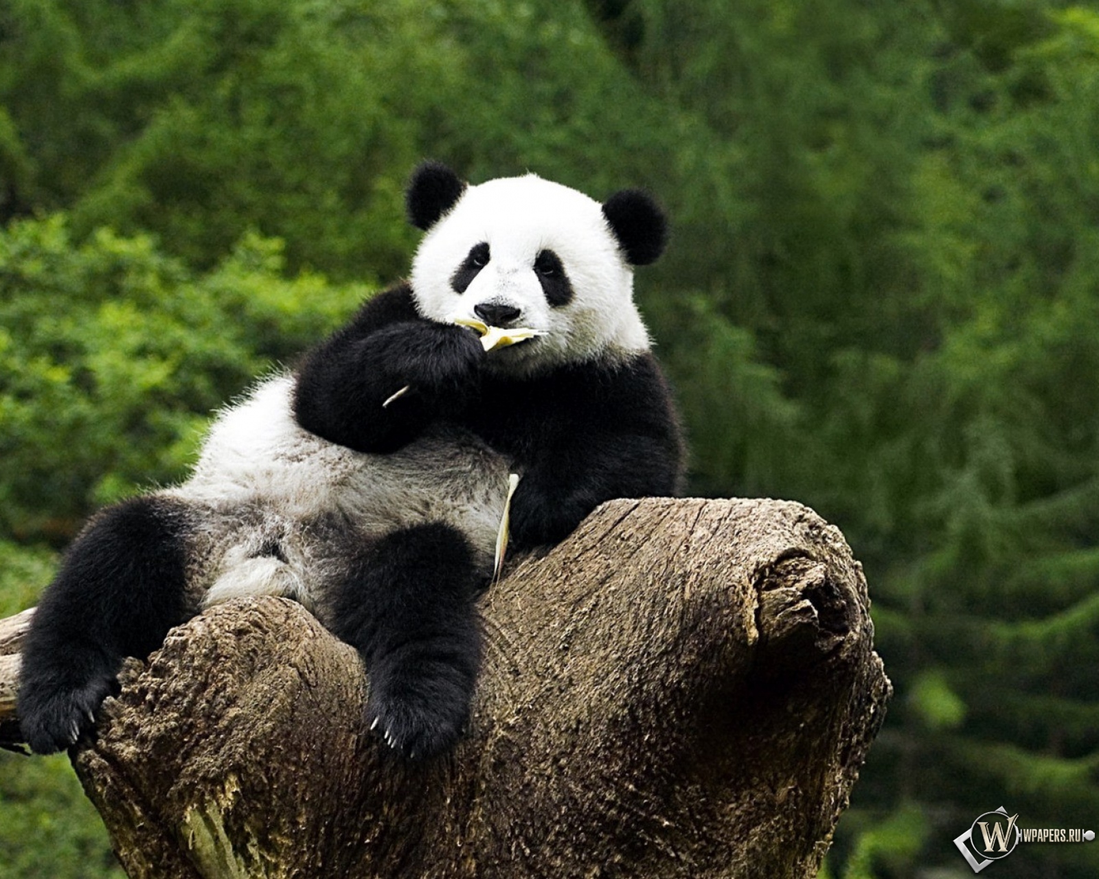 Панда на дереве - жуёт 1600x1280