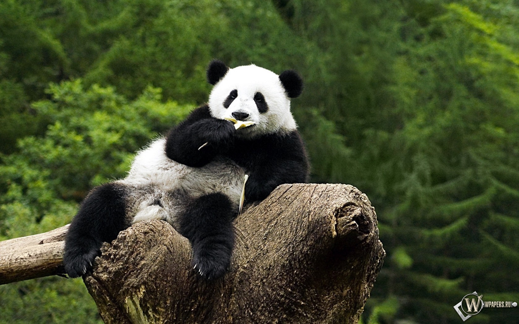 Панда на дереве - жуёт 1680x1050