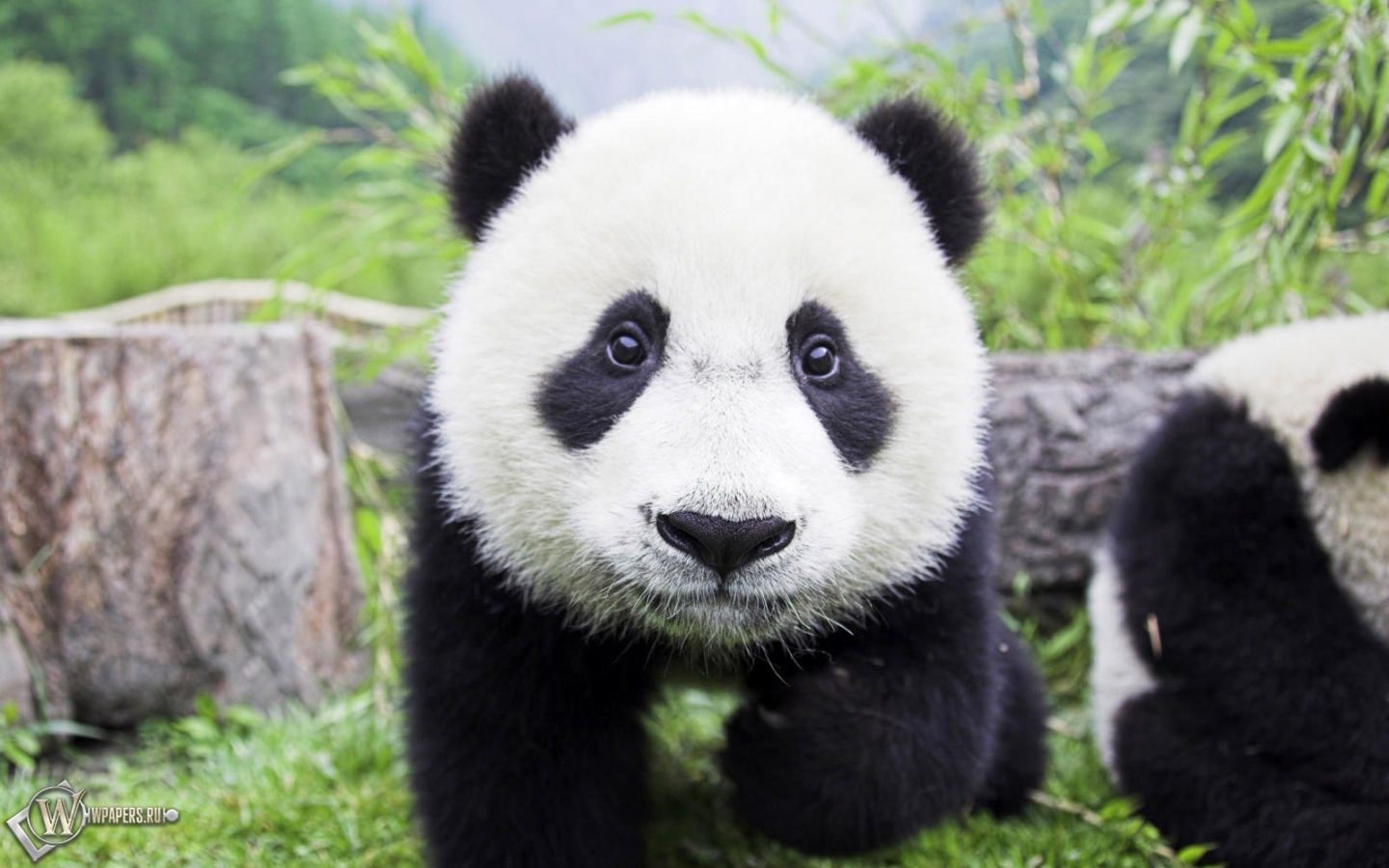 Медвежонок панда 1440x900