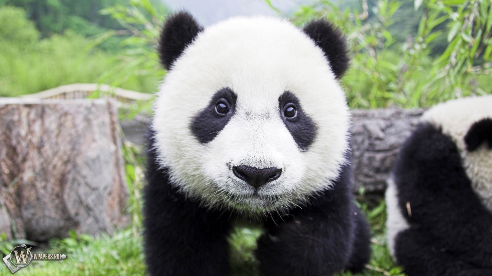 Медвежонок панда 1600x900