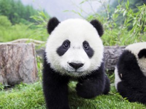 Обои Медвежонок панда: Панда, Морда, Медвежонок, Панды