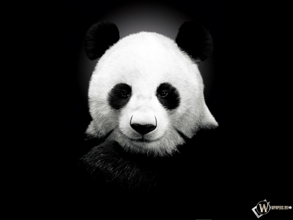 Панда на черном фоне 1024x768