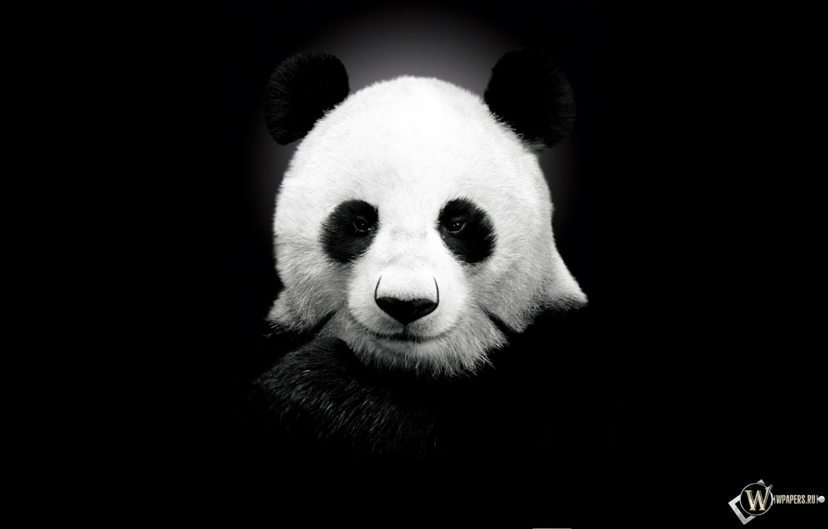 Панда на черном фоне 1200x768