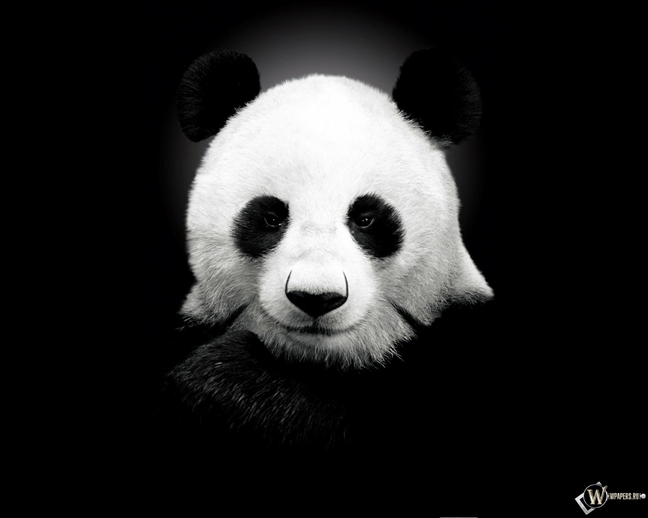 Панда на черном фоне 1280x1024
